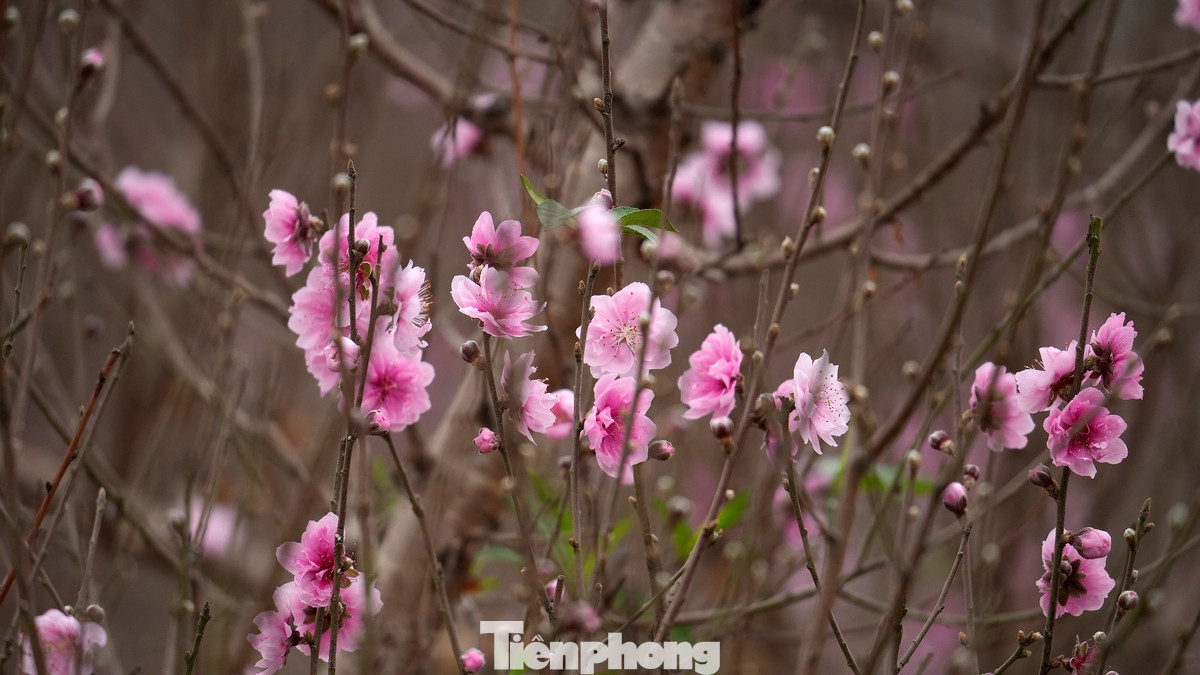 Những cành đào huyền cỡ nhỏ, hoa đẹp, người dân trả giá trên dưới 1 triệu đồng nhưng chủ vườn chưa đồng ý bán. Những cành đào huyền cỡ nhỏ, hoa đẹp, người dân trả giá trên dưới 1 triệu đồng nhưng chủ vườn chưa đồng ý bán.