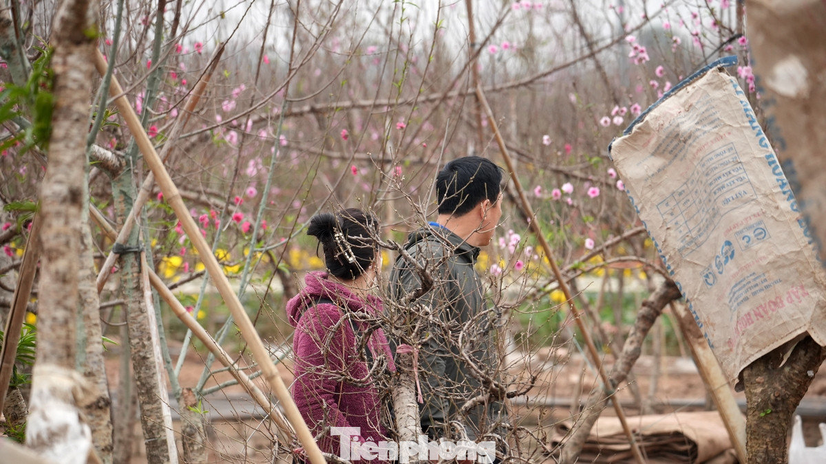 Các loại đào huyền lớn có giá từ 2 triệu đồng/cành, tùy kích cỡ hay dáng thế. Các loại đào huyền lớn có giá từ 2 triệu đồng/cành, tùy kích cỡ hay dáng thế.