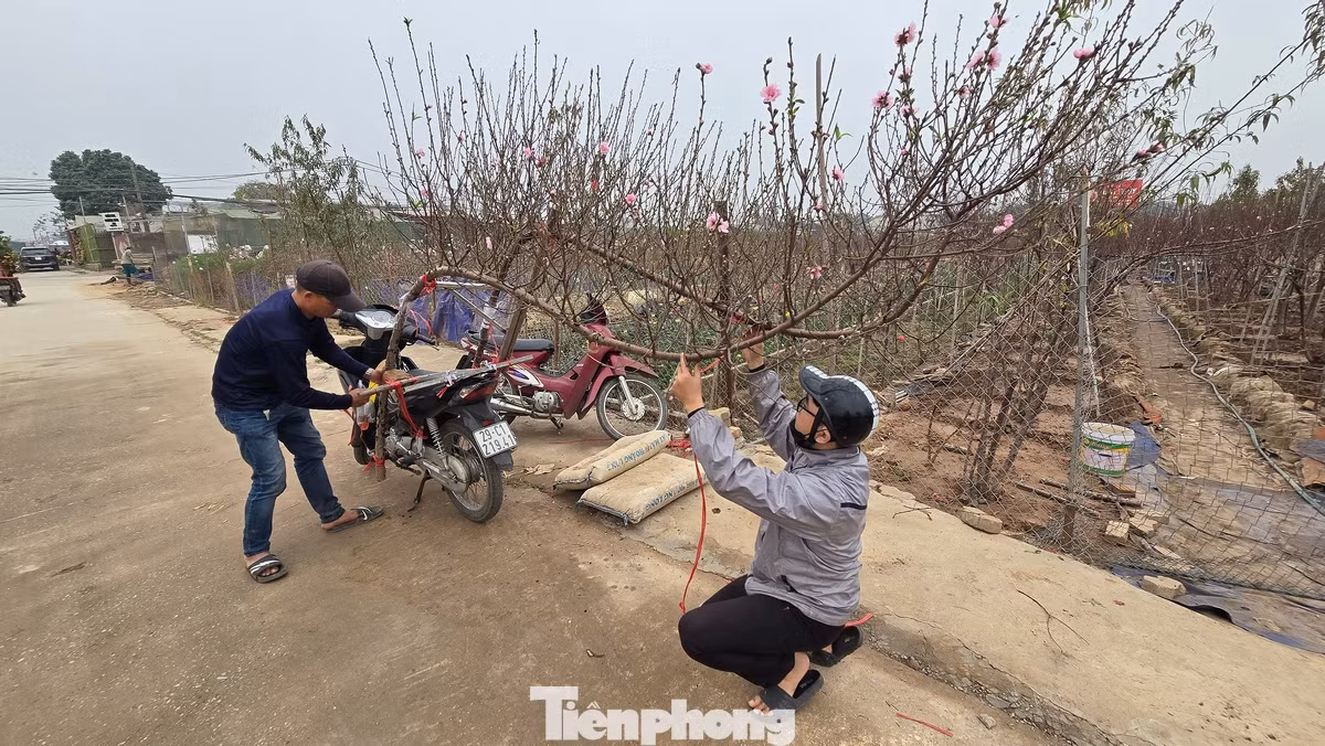Nhờ nỗ lực “cứu cây”, các nhà vườn khẳng định thị trường vẫn đáp ứng đủ nhu cầu, tuy nhiên mức giá sẽ nhỉnh hơn so với mọi năm vì số lượng cung ứng ra thị trường có phần nào bị hạn chế.