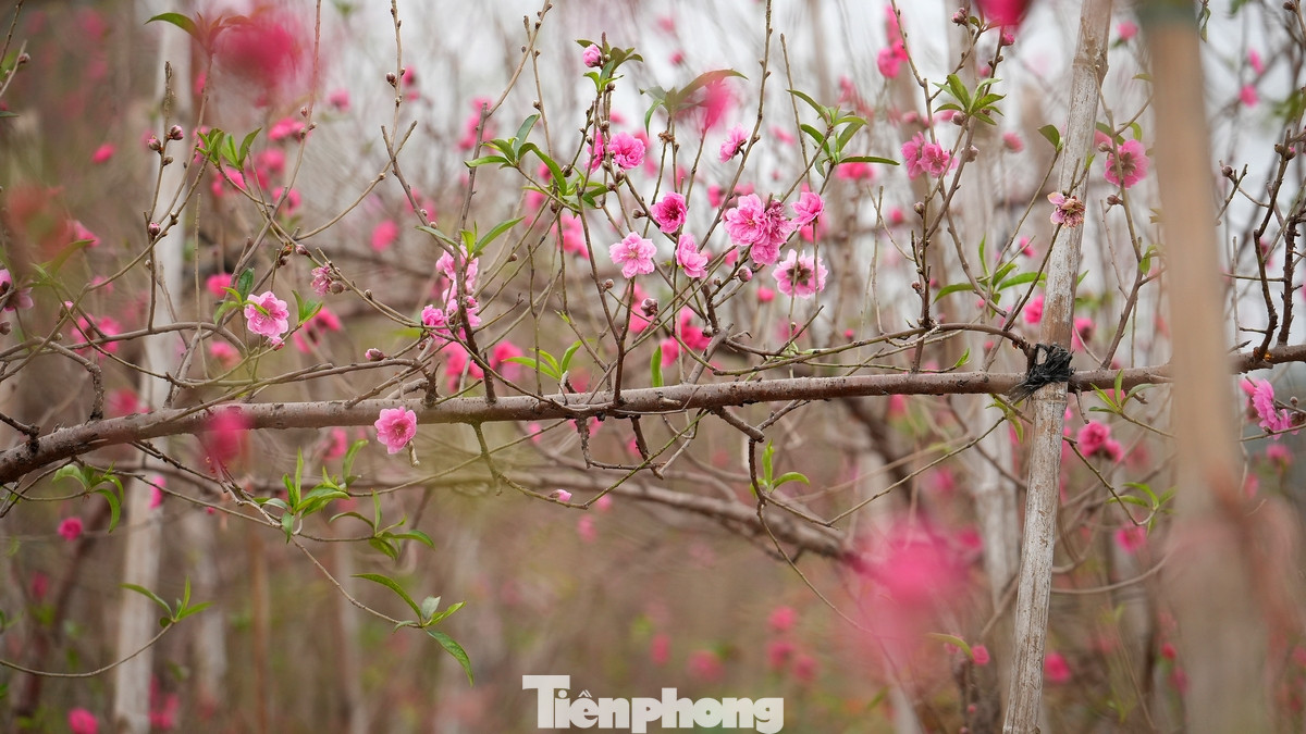 Nhiều chủ vườn đào ở Nhật Tân cho biết, do sản lượng giảm, giá tăng nên họ chỉ bán lẻ đào Tết, không bán buôn. Nhiều chủ vườn đào ở Nhật Tân cho biết, do sản lượng giảm, giá tăng nên họ chỉ bán lẻ đào Tết, không bán buôn.