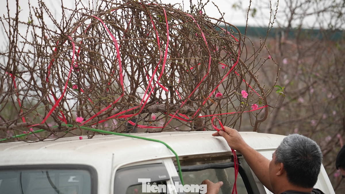 Khảo sát cho thấy, giá cả tăng nhẹ, đào Nhật Tân loại nhỏ, nhiều nụ có giá từ 200.000 - 350.000 đồng/cành. Khảo sát cho thấy, giá cả tăng nhẹ, đào Nhật Tân loại nhỏ, nhiều nụ có giá từ 200.000 - 350.000 đồng/cành.