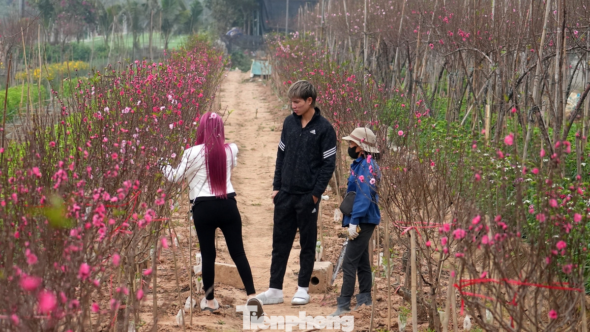 Do ảnh hưởng của cơn bão lịch sử (bão Yagi), năm nay, sản lượng của làng đào Nhật Tân - nơi trồng đào lâu năm và có tiếng bậc nhất miền Bắc giảm mạnh, khiến giá đào tăng cao hơn những năm trước. Số lượng đào Tết năm nay giảm đáng kể, đặc biệt là những vườn đào quý, khiến giá thành tăng. Các thương lái và người tiêu dùng cũng đã bắt đầu tìm mua từ sớm, lo ngại không đủ hàng để phục vụ nhu cầu Tết. Do ảnh hưởng của cơn bão lịch sử (bão Yagi), năm nay, sản lượng của làng đào Nhật Tân - nơi trồng đào lâu năm và có tiếng bậc nhất miền Bắc giảm mạnh, khiến giá đào tăng cao hơn những năm trước. Số lượng đào Tết năm nay giảm đáng kể, đặc biệt là những vườn đào quý, khiến giá thành tăng. Các thương lái và người tiêu dùng cũng đã bắt đầu tìm mua từ sớm, lo ngại không đủ hàng để phục vụ nhu cầu Tết.