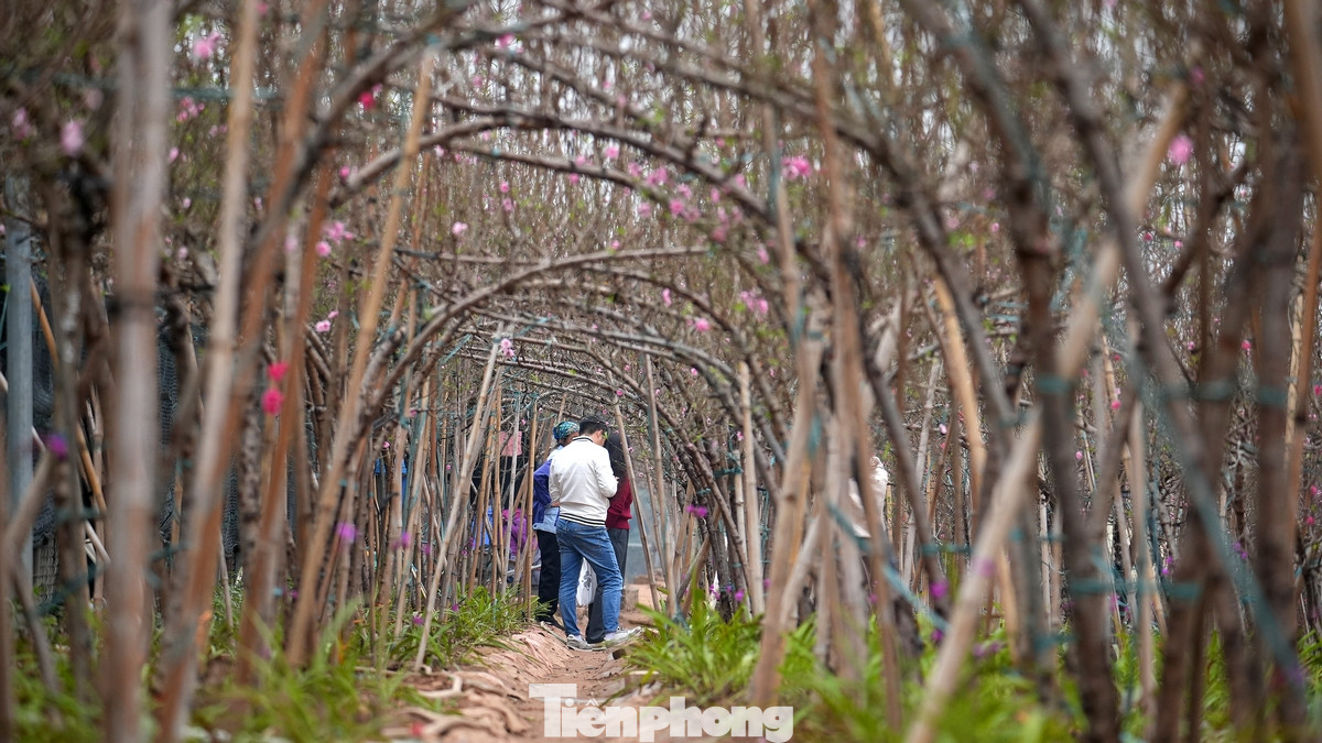 Nhiều chủ vườn đào ở Nhật Tân cho biết, do sản lượng giảm, giá tăng nên họ chỉ bán lẻ đào Tết, không bán buôn. Nhiều chủ vườn đào ở Nhật Tân cho biết, do sản lượng giảm, giá tăng nên họ chỉ bán lẻ đào Tết, không bán buôn.
