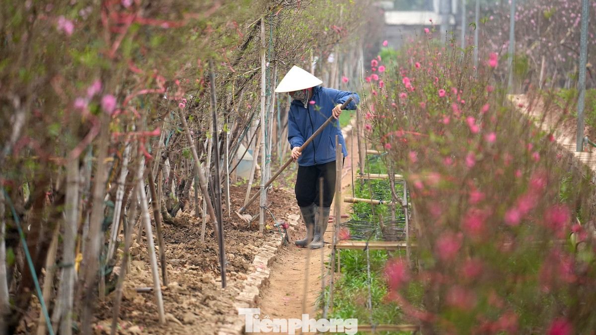 Hiện các chủ vườn vẫn tiếp tục tưới nước, phun phòng nấm, giữ nụ chờ đến Tết Nguyên đán. Thời tiết ấm dần khiến nhiều gốc đào ra hoa sớm. Hiện các chủ vườn vẫn tiếp tục tưới nước, phun phòng nấm, giữ nụ chờ đến Tết Nguyên đán. Thời tiết ấm dần khiến nhiều gốc đào ra hoa sớm.