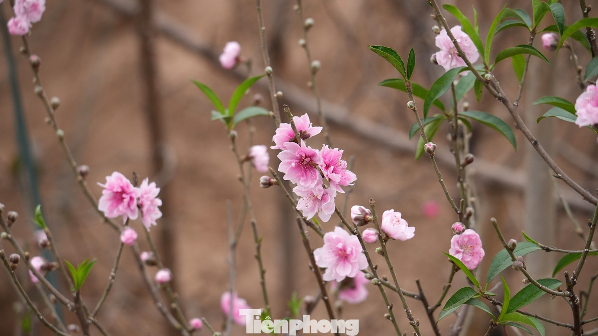 Những cành đào huyền cỡ nhỏ, hoa đẹp, người dân trả giá trên dưới 1 triệu đồng nhưng chủ vườn chưa đồng ý bán. Những cành đào huyền cỡ nhỏ, hoa đẹp, người dân trả giá trên dưới 1 triệu đồng nhưng chủ vườn chưa đồng ý bán.