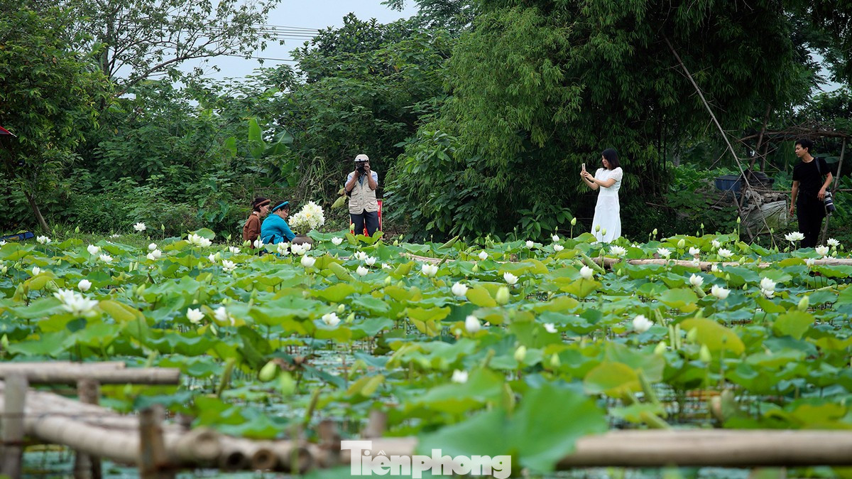 Sen trắng còn có tên gọi tao nhã là Bạch Liên, loài hoa sen mang vẻ đẹp thanh tao và tinh khiết. Hà Nội có nhiều đầm sen nổi tiếng, nhưng ở giữa bạt ngàn hoa sen trắng, ai cũng cảm nhận một sự khác biệt rõ rệt.