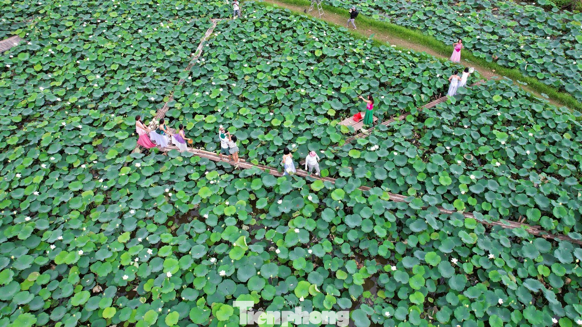 Với vẻ đẹp mộng mơ và lãng mạn, đầm sen trắng ở xã Tam Hưng, huyện Thanh Oai thu hút hàng nghìn lượt khách đến chụp hình, đặc biệt là giới trẻ.