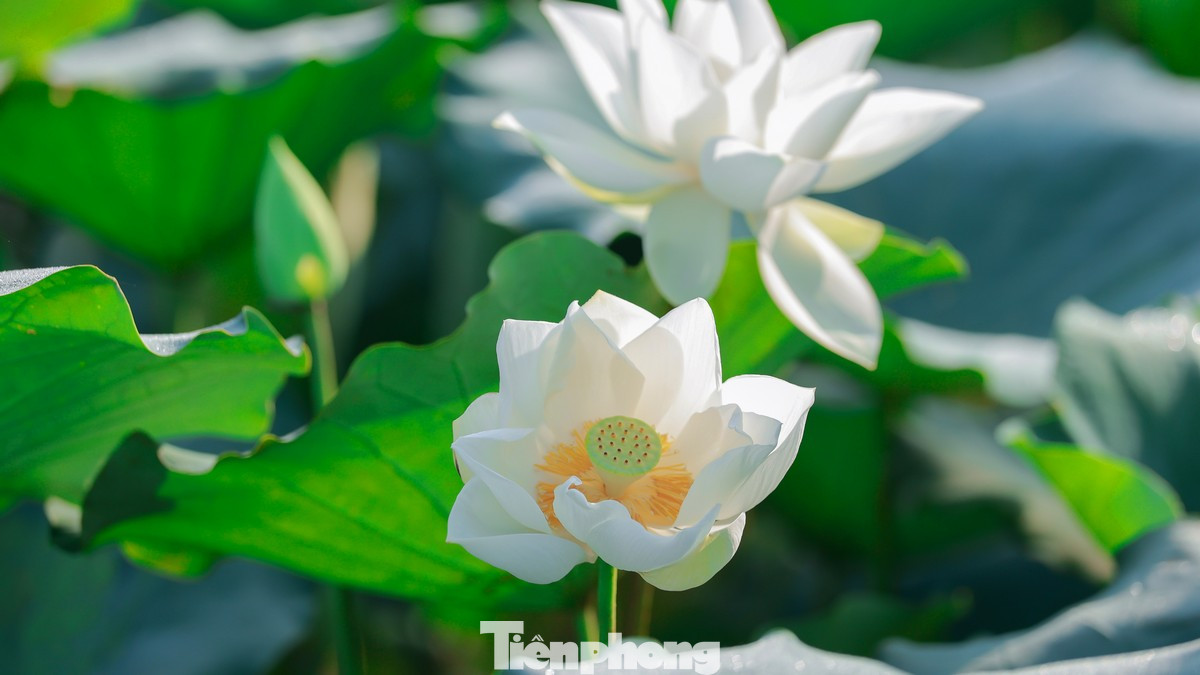 Nhiều người thích thú ngắm những bông hoa sen trắng muốt trong không khí trong lành của vùng ngoại ô.