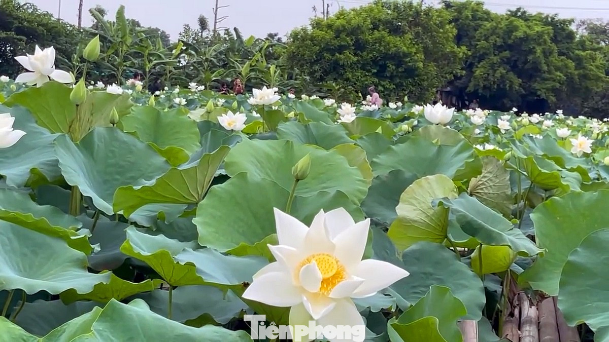 Hè về, những bông sen trắng nở rộ tinh khôi vươn mình đón nắng.