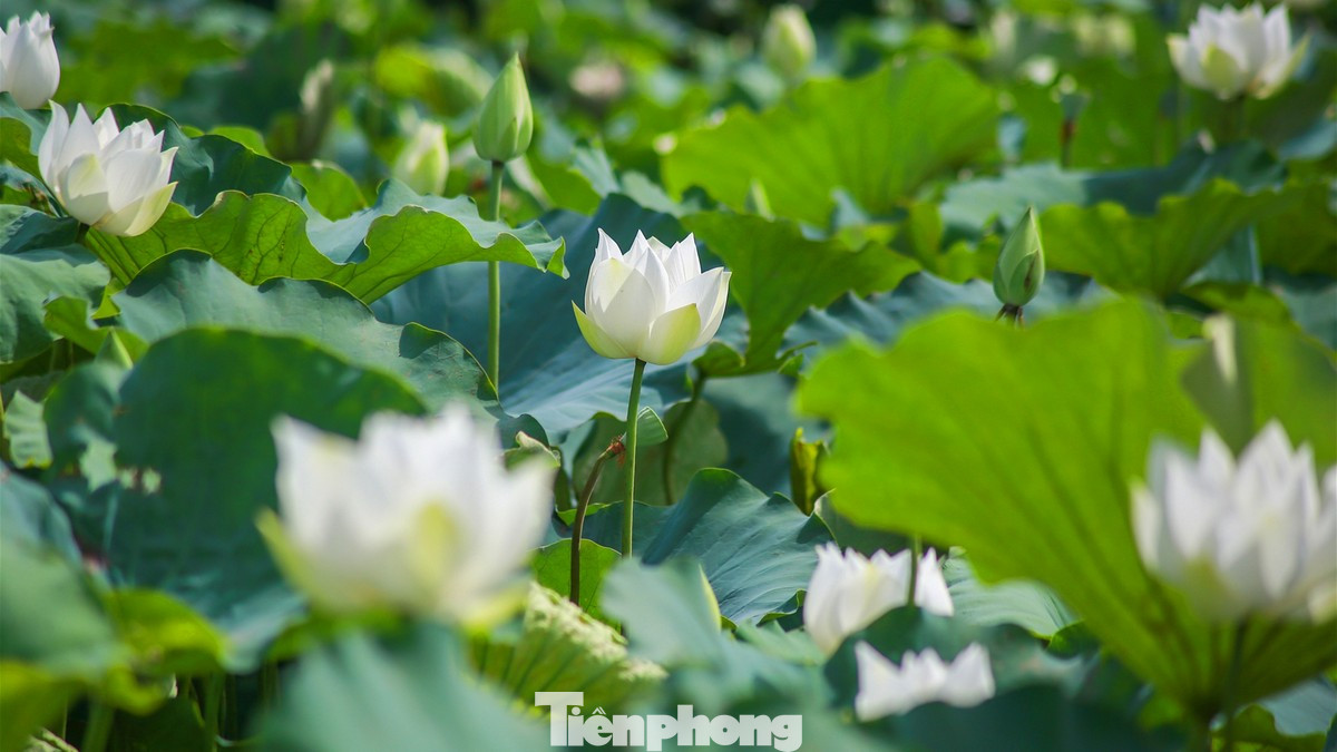 Sen trắng còn có tên gọi tao nhã là Bạch Liên, loài hoa sen mang vẻ đẹp thanh tao và tinh khiết. Hà Nội có nhiều đầm sen nổi tiếng, nhưng ở giữa bạt ngàn hoa sen trắng, ai cũng cảm nhận một sự khác biệt rõ rệt.