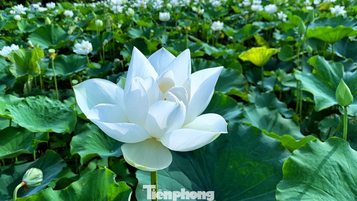 Sen trắng còn có tên gọi tao nhã là Bạch Liên, loài hoa sen mang vẻ đẹp thanh tao và tinh khiết. Hà Nội có nhiều đầm sen nổi tiếng, nhưng ở giữa bạt ngàn hoa sen trắng, ai cũng cảm nhận một sự khác biệt rõ rệt.