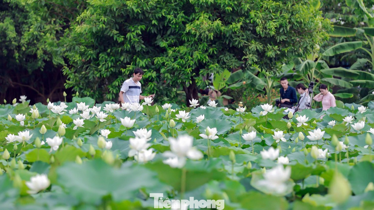 Nhiều người bị cuốn hút bởi vẻ đẹp của sen trắng.