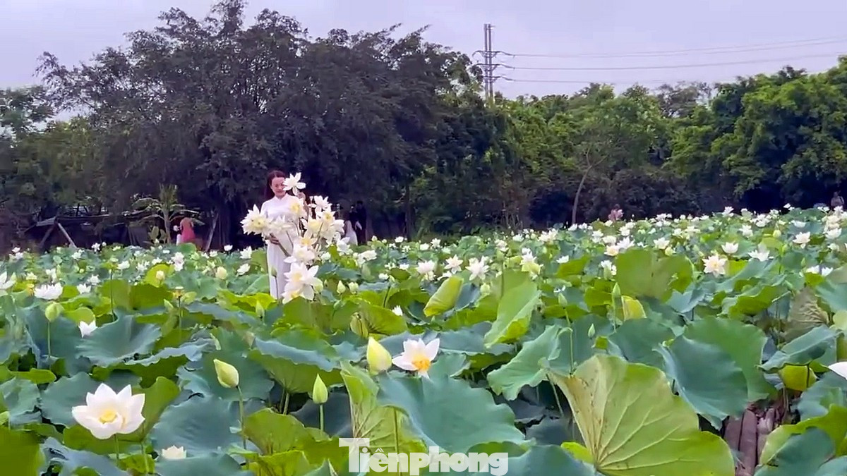 Các bạn trẻ thường tới đầm sen trắng tại xã Tam Hưng (huyện Thanh Oai, TP Hà Nội) vào tất cả các ngày trong tuần, ngoài vé vào cửa là 50.000 đồng/người, có thể mua thêm bó sen 10 bông với giá từ 50-50 nghìn đồng để làm đạo cụ hoặc mang về nhà cắm trang trí.