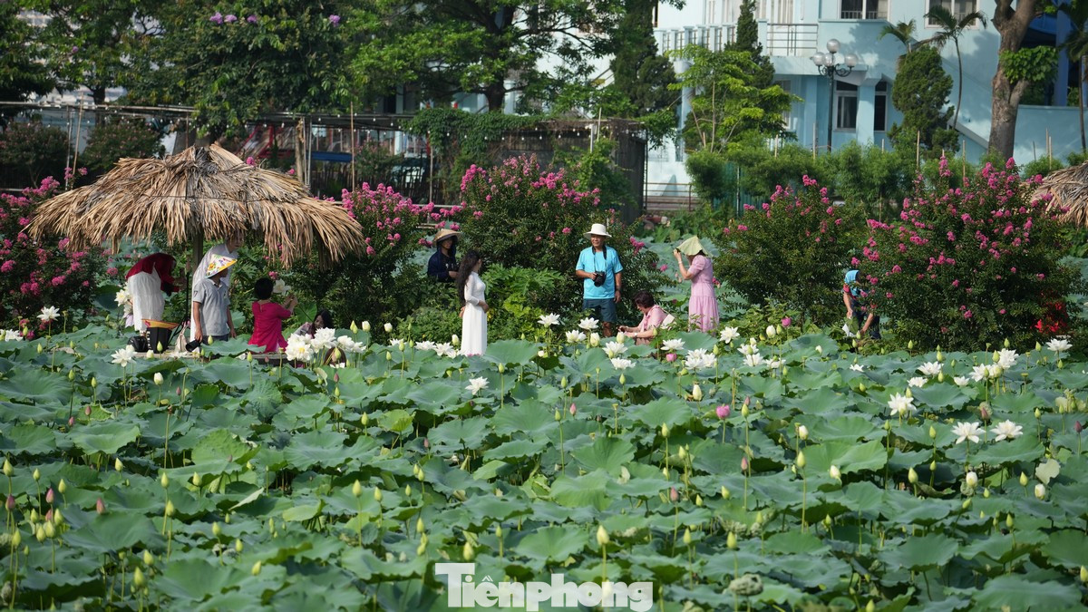 Mấy năm trở lại đây, bên cạnh đầm sen Hồ Tây, Hà Nội còn có nhiều địa điểm đầm sen khác đẹp không kém, chẳng hạn như: Đầm sen Xuân Đỉnh (trong ngõ 408 Xuân Đỉnh hoặc 585 Nguyễn Hoàng Tôn) với giá vé người lớn là 40.000 đồng, sinh viên và trẻ nhỏ là 20.000 đồng; Đầm sen Phương Liệt (nằm ở phường Thanh Liệt, Quận Thanh Xuân) miễn phí vé vào cửa; Đầm sen Ninh Sở: (ở thôn Ninh Xá, xã Ninh Sở, huyện Thường Tín) với giá vé khoảng 50.000 đồng/người; Hồ sen Quan Sơn: (nằm ở huyện Mỹ Đức) giá vé khoảng 15.000 đồng/người...