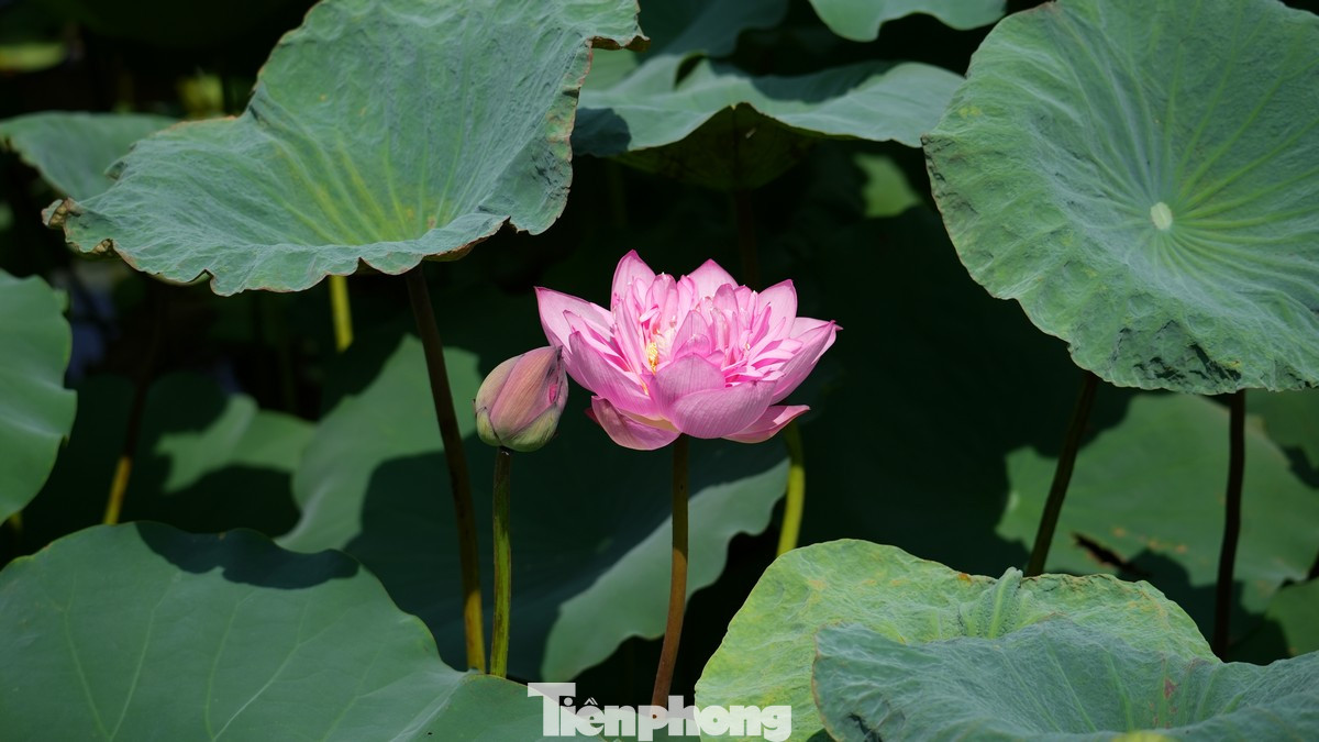 Những ngày này, giá vé vào đầm khoảng từ 30.000 đến 50.000 đồng/người. Thời gian cao điểm để tham quan đầm sen là từ sáng sớm (5 giờ đến 7 giờ) và chiều muộn (từ 15 giờ đến 18 giờ), khi nắng không quá gắt và ánh sáng đẹp cho những bức hình tuyệt vời.