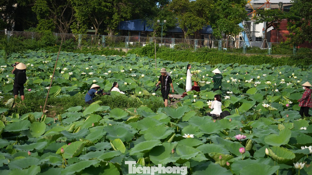 Dù nhiệt độ ngoài trời lên tới gần 40 độ C, nhiều người vẫn tới đầm sen Hồ Tây để tận hưởng không khí và cảnh sắc tươi đẹp.