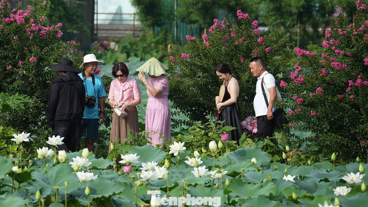 Đầm sen Hồ Tây không chỉ được chú ý bởi vẻ đẹp tự nhiên mà còn bởi không gian thoáng đãng, trong lành giữa lòng thành phố ồn ào.