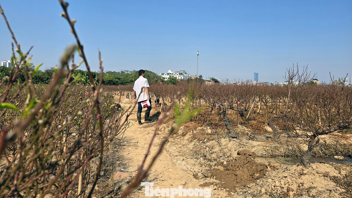 Những cây đào được trồng tại La Cả đều có nguồn gốc từ đào Nhật Tân, Phú Thượng (quận Tây Hồ, thành phố Hà Nội).