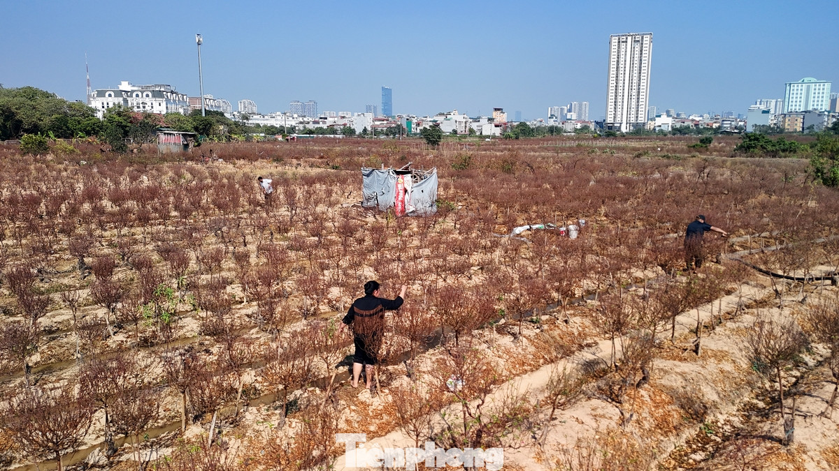 Đào La Cả có lịch sử hàng trăm năm qua, bắt nguồn từ hai vùng đào nổi tiếng của Thủ đô là đào Nhật Tân và Phú Thượng.