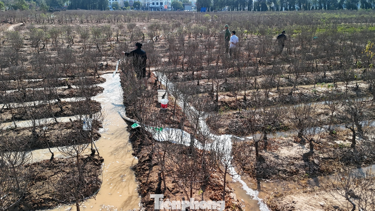 Được biết, làng đào La Cả thường tập trung vào vụ chính Tết (sau Rằm tháng Chạp) chứ không bán sớm, rải rác cả thời gian dài trước Tết như Nhật Tân.