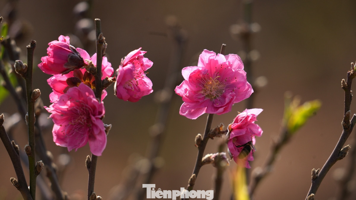 Đào La Cả nổi tiếng với chất lượng và đa dạng chủng loại. Đặc trưng là bích đào và đào phai.