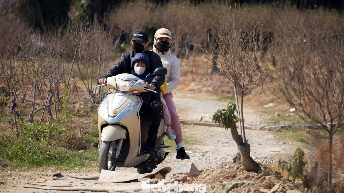 Nhiều người chơi đào đã đến vườn đào La Cả để chọn cây, đánh dấu mua hoặc thuê về chơi Tết.