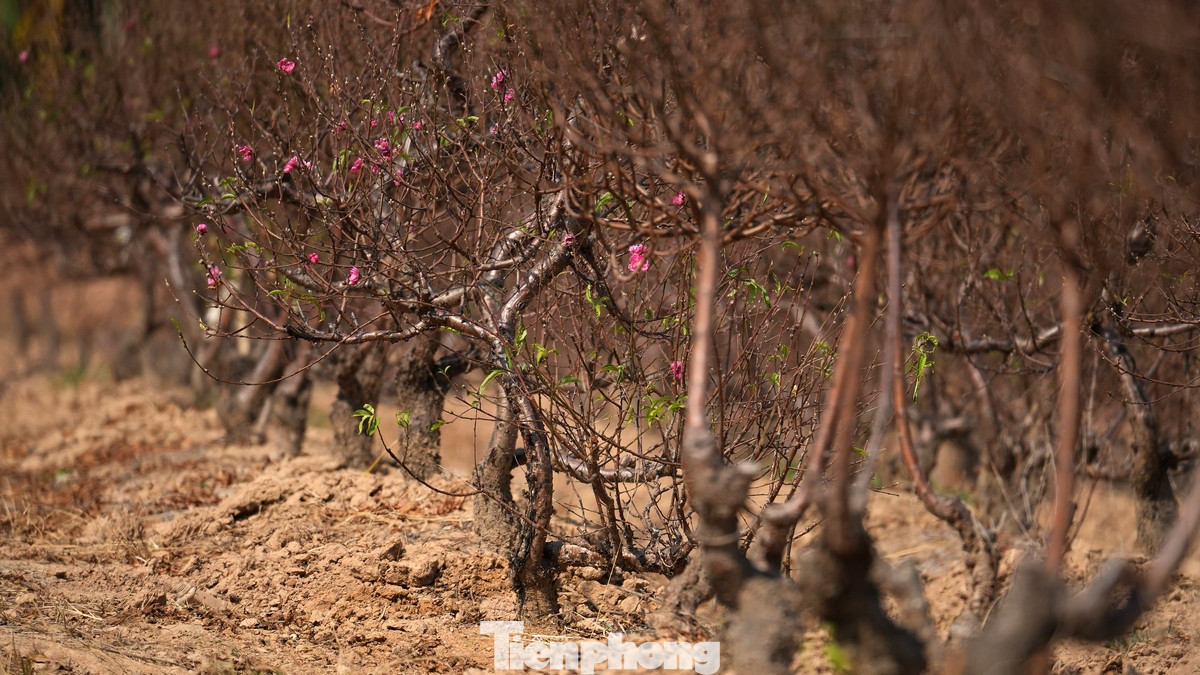 Nhiều vườn đào tại Cánh đồng trồng đào La Cả bắt đầu có hoa nở rực rỡ, sẵn sàng tỏa đi muôn phương phục vụ người dân đón xuân Ất Tỵ đã đến cận kề.