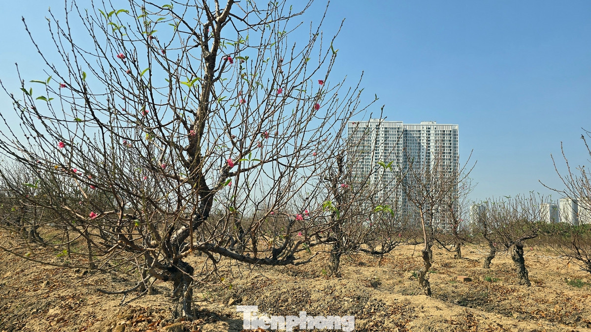 Cánh đồng đào La Cả tại khu đất rộng hàng chục ngàn m2 của phường Kiến Hưng (quận Hà Đông, thành phố Hà Nội).