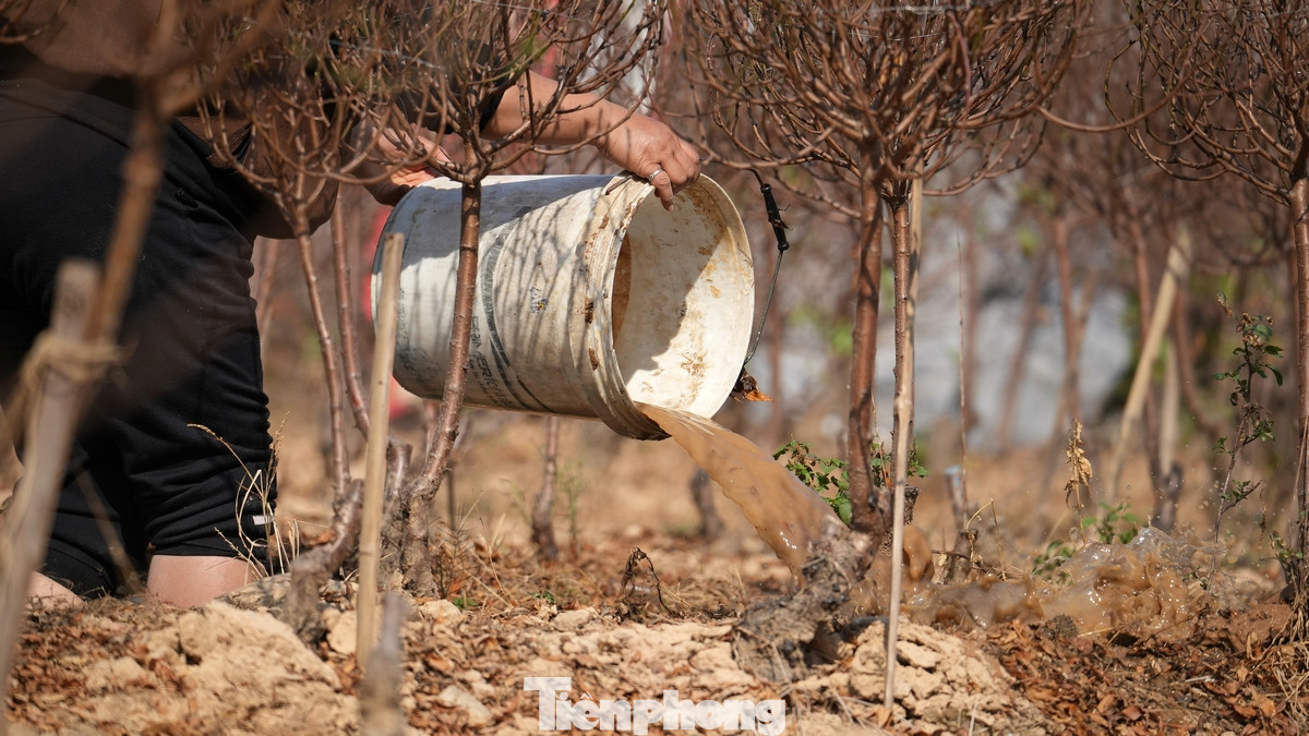 Được biết, làng đào La Cả thường tập trung vào vụ chính Tết (sau Rằm tháng Chạp) chứ không bán sớm, rải rác cả thời gian dài trước Tết như Nhật Tân.