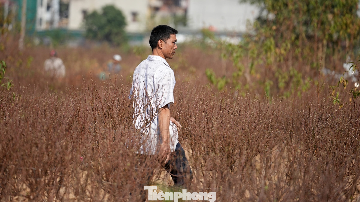 Do ảnh hưởng của đô thị hóa, những cánh đồng đào La Cả ngày càng co cụm về diện tích để nhường đất cho dự án, khu đô thị… Tại phường Kiến Hưng, 15 hộ trồng đào như gia đình bà Dậu (68 tuổi) thuê hơn 20 mẫu ruộng Bắc Bộ hơn chục năm qua. Giá thuê ruộng, một sào hơn 2 triệu đồng/năm.