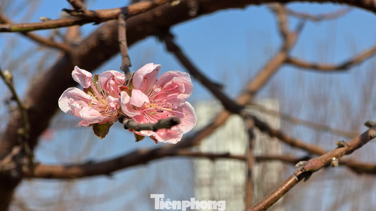 Đào La Cả nổi tiếng với chất lượng và đa dạng chủng loại. Đặc trưng là bích đào và đào phai.