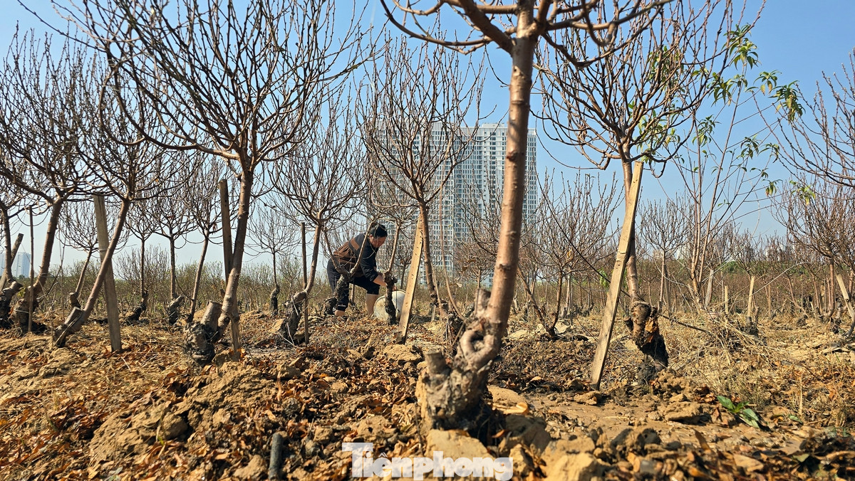 Những cây đào thông có độ tuổi đời từ 2 đến 3 năm trở lên.