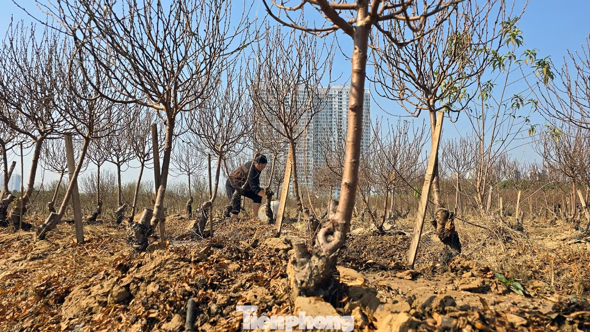 Những cây đào thông có độ tuổi đời từ 2 đến 3 năm trở lên.
