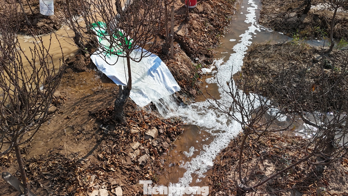 Những tháng cuối năm này, thời tiết khô hạn nên khiến nhiều gia đình phải bơm nước từ rất xa vào cánh đồng đào để thúc cây ra hoa đúng vào dịp Tết nguyên đán.