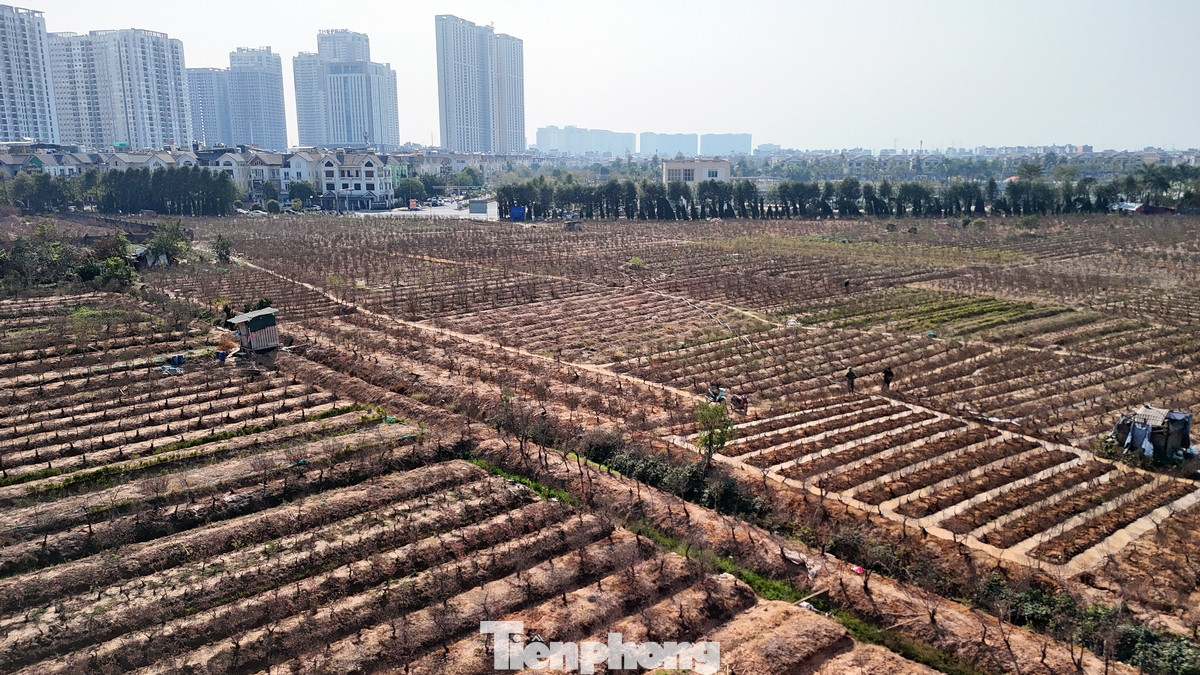 La Cả được xem là làng đào lớn thứ 2 của Hà Nội tuy nhiên đang dần bị thu hẹp bởi quá trình đô thị hóa.