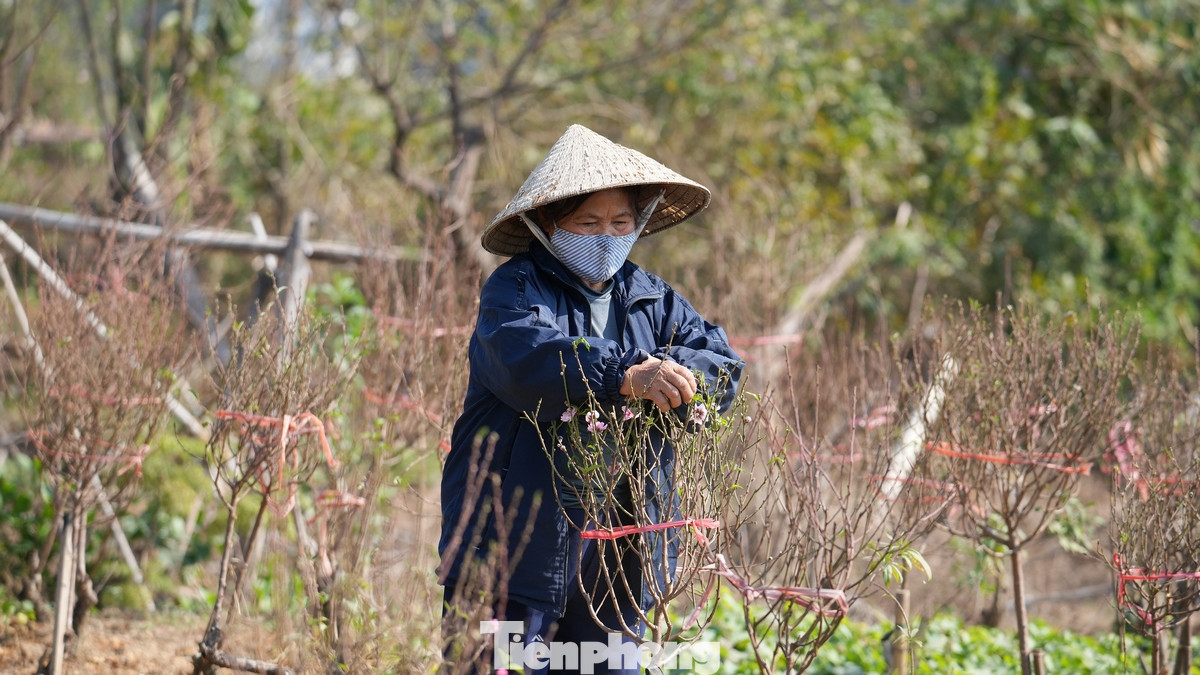 Do ảnh hưởng của đô thị hóa, những cánh đồng đào La Cả ngày càng co cụm về diện tích để nhường đất cho dự án, khu đô thị… Tại phường Kiến Hưng, 15 hộ trồng đào như gia đình bà Dậu (68 tuổi) thuê hơn 20 mẫu ruộng Bắc Bộ hơn chục năm qua. Giá thuê ruộng, một sào hơn 2 triệu đồng/năm.