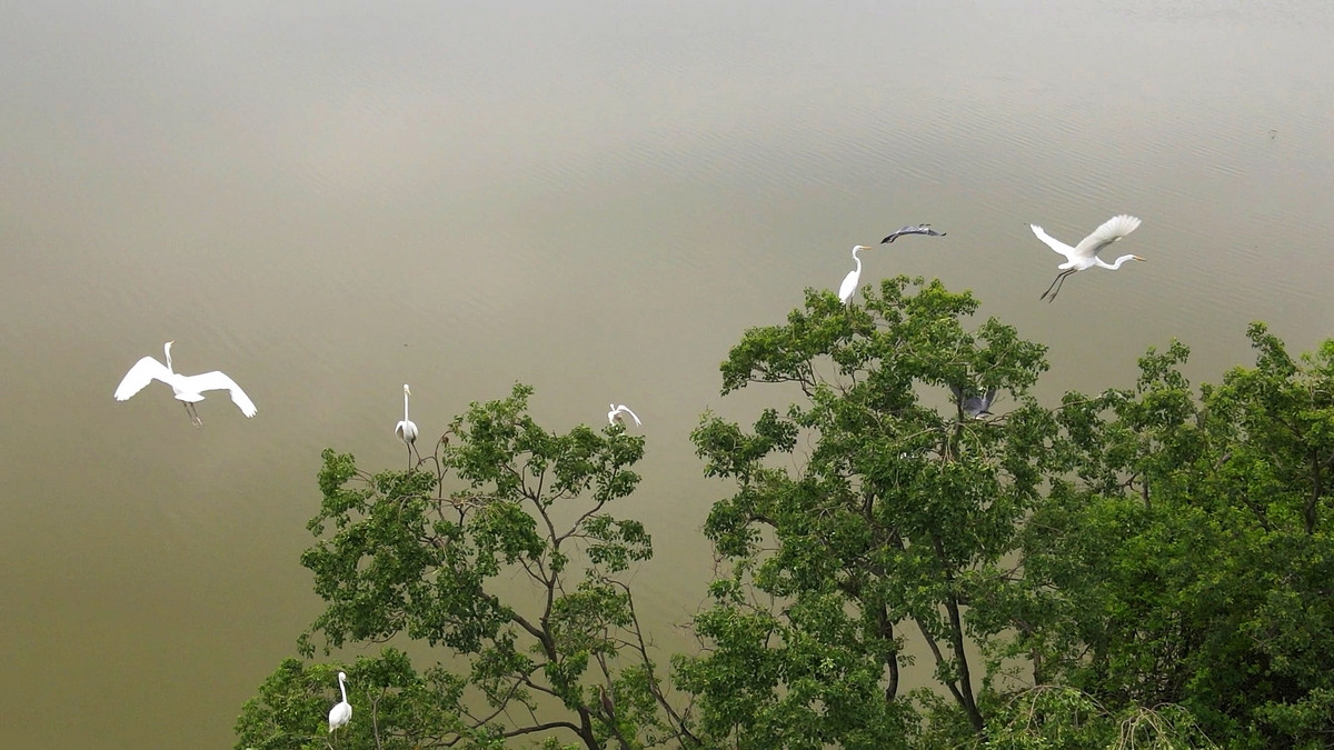 "Đất lành chim đậu" nên nơi đây là nơi trú ngụ của rất nhiều động vật hoang dã và chim chóc về đây sinh sống làm tổ.