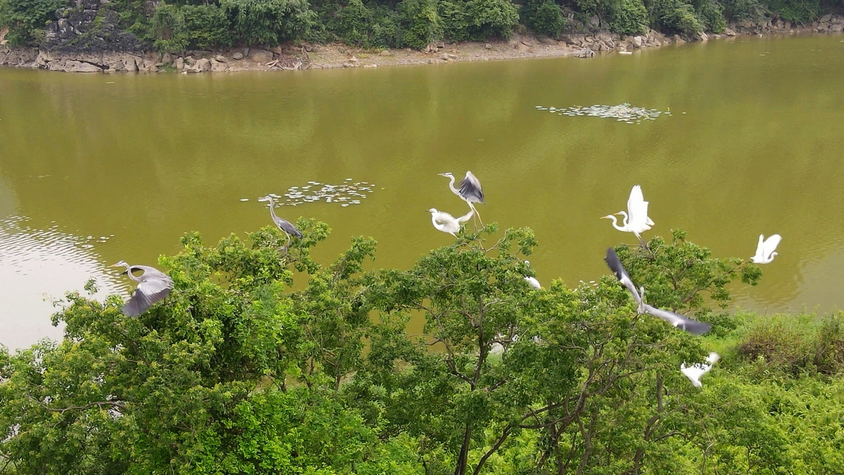 "Đất lành chim đậu" nên nơi đây là nơi trú ngụ của rất nhiều động vật hoang dã và chim chóc về đây sinh sống làm tổ.