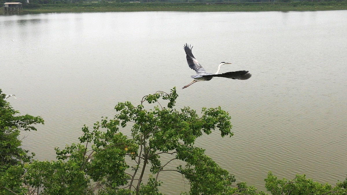 "Đất lành chim đậu" nên nơi đây là nơi trú ngụ của rất nhiều động vật hoang dã và chim chóc về đây sinh sống làm tổ.