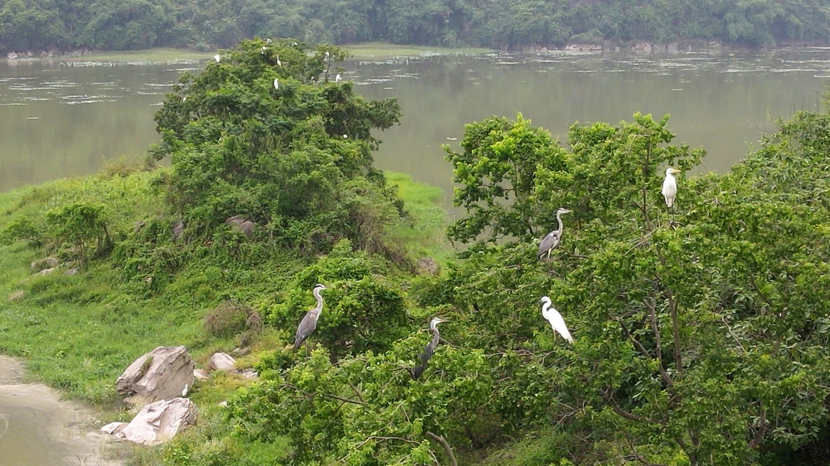 "Đất lành chim đậu" nên nơi đây là nơi trú ngụ của rất nhiều động vật hoang dã và chim chóc về đây sinh sống làm tổ.