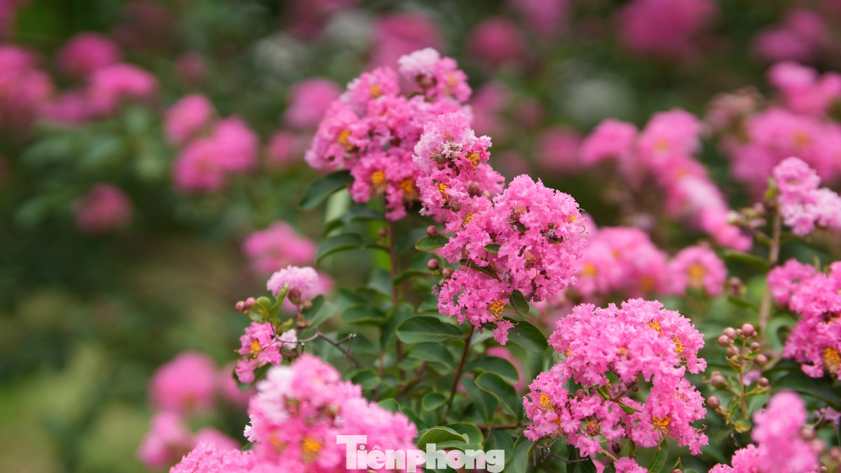 Hoa thường nở thành từng chùm, dày đặc ở đầu cành, tạo nên những mảng màu rực rỡ.