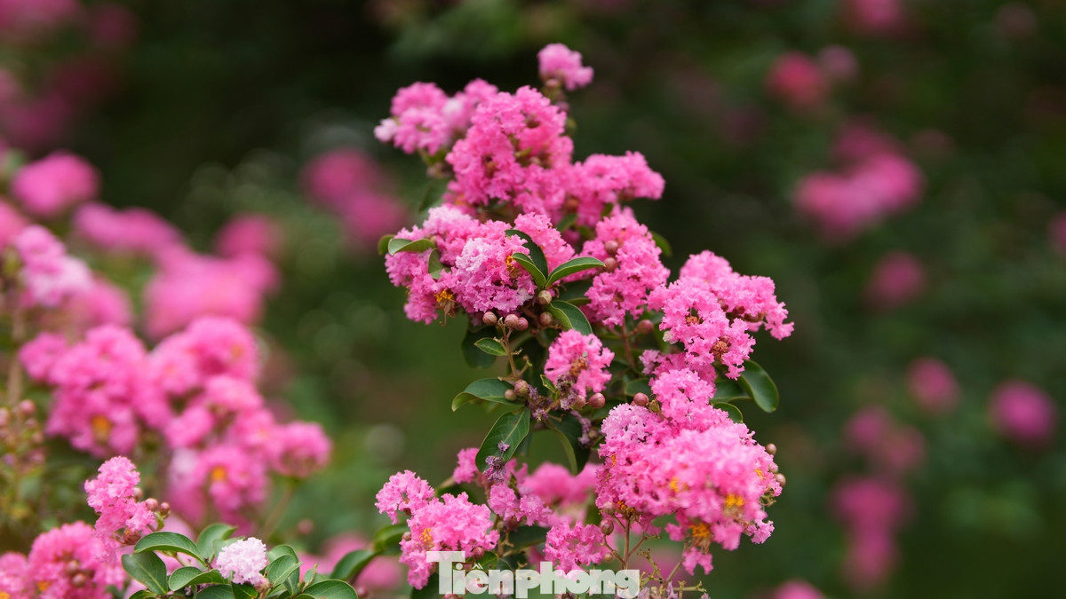 Hoa thường nở thành từng chùm, dày đặc ở đầu cành, tạo nên những mảng màu rực rỡ.