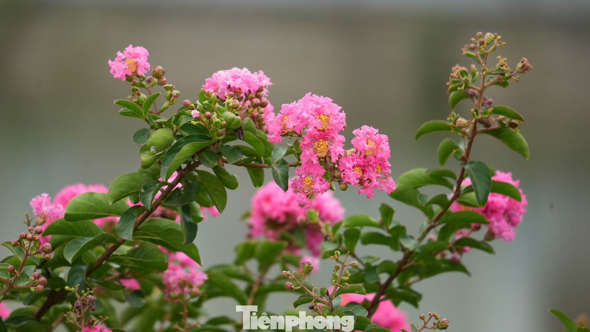 Tuy không sở hữu vẻ đẹp kiêu sa, đằm thắm như hoa hồng nhưng hoa tường vi vẫn đầy quyến rũ bởi chúng mang màu sắc tự nhiên và sự mỏng manh, thuần khiết.