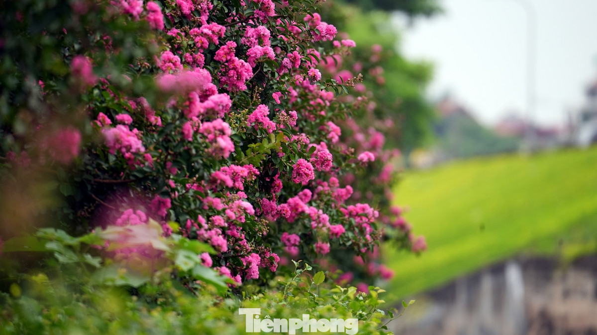 Tại Hà Nội, dọc các tuyến đường như Trần Duy Hưng - Nguyễn Chí Thanh, Ngọc Thụy... Hoa tường vi nở rộ trên dải phân cách, trên những triền đê tạo nên cảnh sắc rực rỡ.