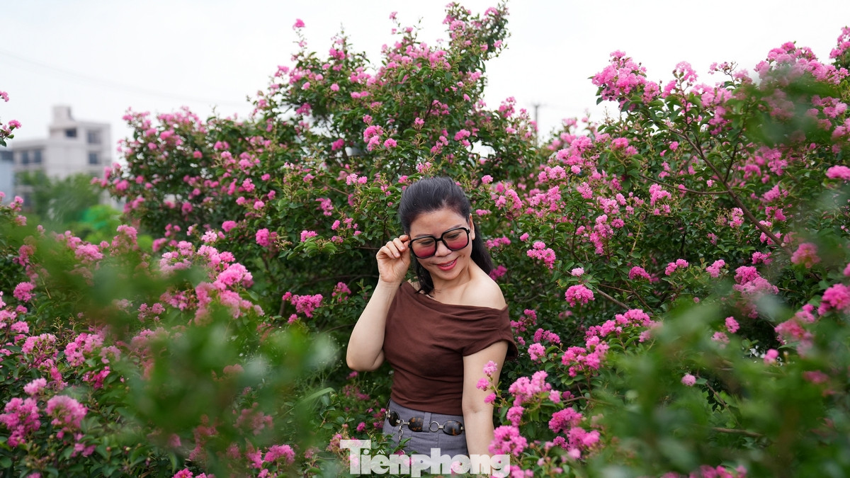 Mùa hoa tường vi sẽ kéo dài đến hết tháng 9 nhưng nhiều người đánh giá đây là thời điểm đẹp nhất trong năm nếu muốn chụp ảnh cùng loài hoa này.