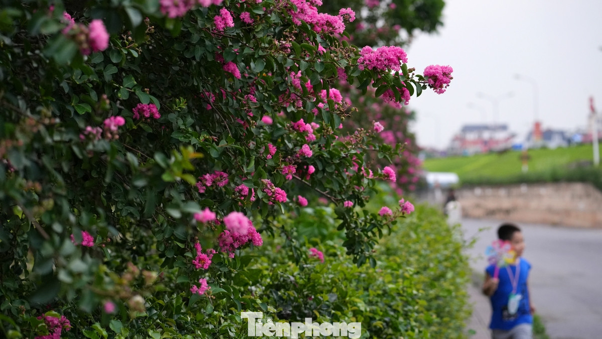 Hoa tường vi mang vẻ đẹp thanh tao, dịu dàng luôn là nguồn cảm hứng sáng tác cho các nhiếp ảnh gia.