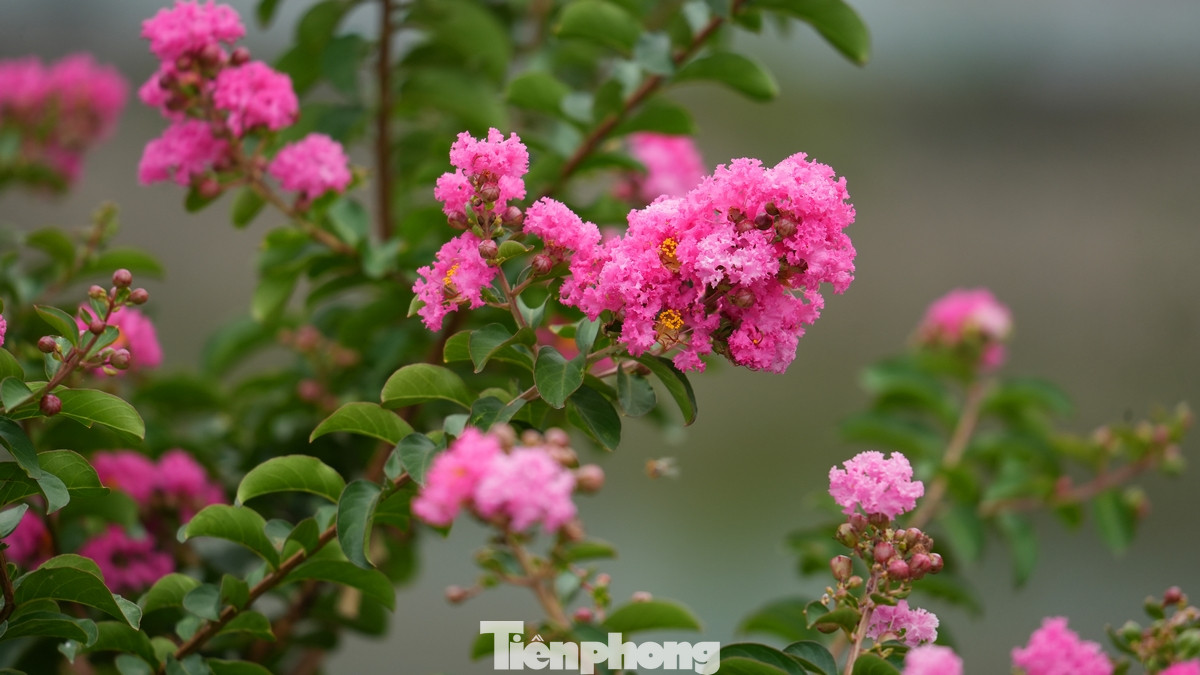 Hoa thường nở thành từng chùm, dày đặc ở đầu cành, tạo nên những mảng màu rực rỡ.