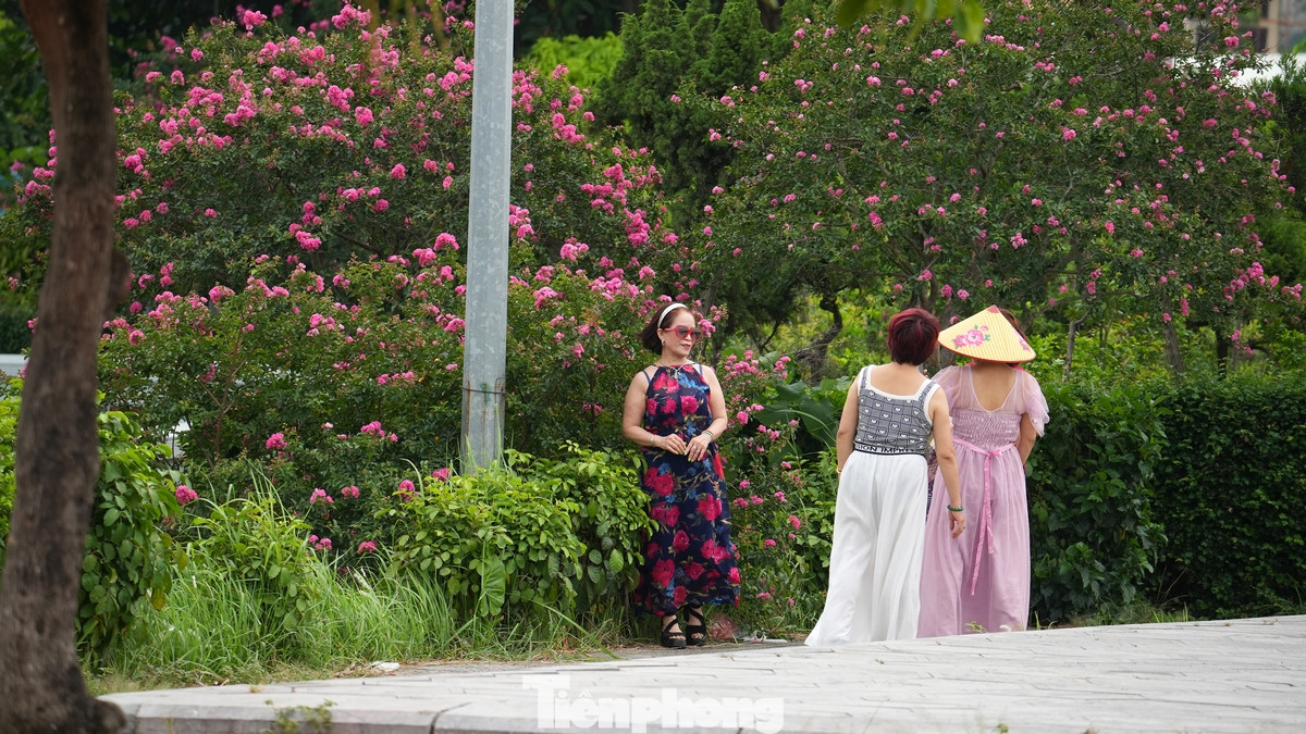 Mùa hoa tường vi sẽ kéo dài đến hết tháng 9 nhưng nhiều người đánh giá đây là thời điểm đẹp nhất trong năm nếu muốn chụp ảnh cùng loài hoa này.