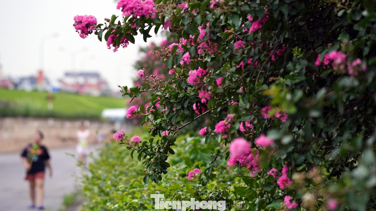 Hoa tường vi mang vẻ đẹp thanh tao, dịu dàng luôn là nguồn cảm hứng sáng tác cho các nhiếp ảnh gia.