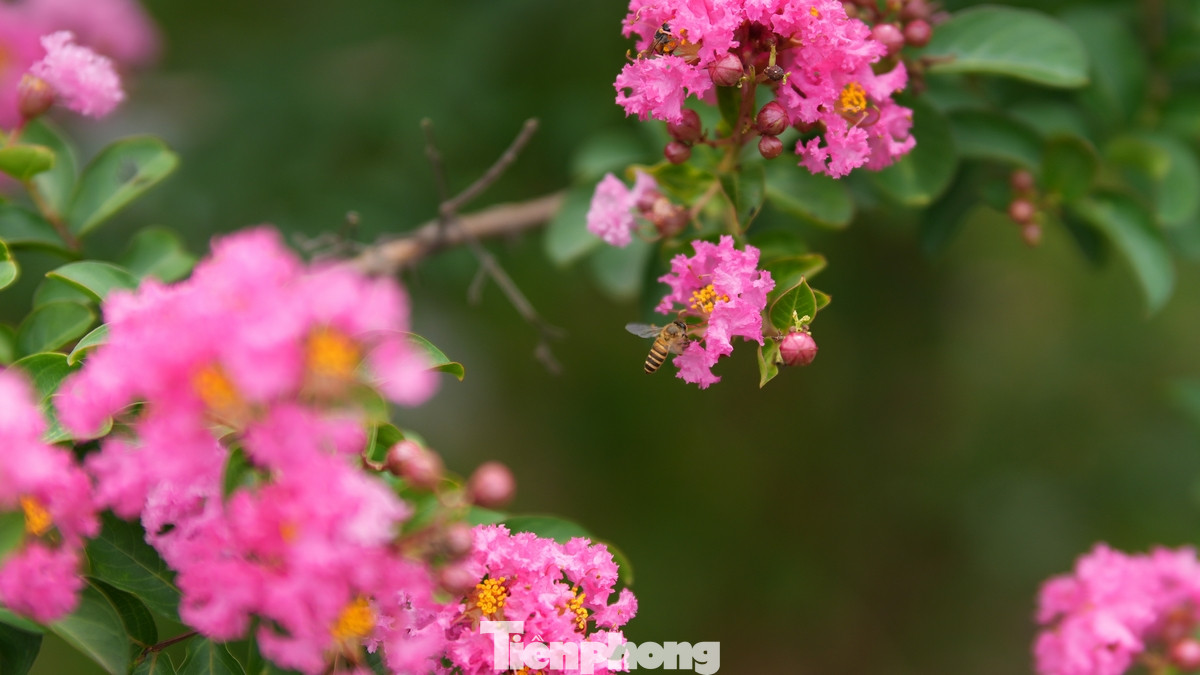 Hoa tường vi tại Công viên thực vật cảnh (xã Tam Hiệp, huyện Thanh Trì).